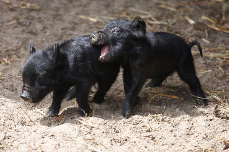 Mallorcan Black Pig (porc negro) is the only protected indigenous breed of pig in the Balearic Islands.